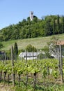 Vine yard and hill with church