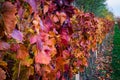 Vine yards in autumn Royalty Free Stock Photo