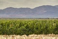 Vine yards in Cafayate Royalty Free Stock Photo