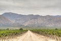 Vine yards in Cafayate Royalty Free Stock Photo