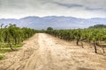 Vine yards in Cafayate Royalty Free Stock Photo