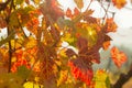 Vine yellow leaf close-up on a blurry background. Colorful natural autumn background Royalty Free Stock Photo