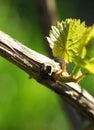 Vine with young leaves