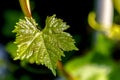 Vine with young leaves.