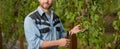 vinedresser cutting grapes bunch. male vineyard owner. professional winegrower on grape farm Royalty Free Stock Photo