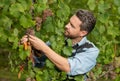 vinedresser cutting grapes bunch. male vineyard owner. professional winegrower on grape farm