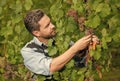 vinedresser cutting grapes bunch. male vineyard owner. professional winegrower on grape farm