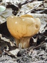 The Vinegar Cup Helvella acetabulum is an inedible mushroom Royalty Free Stock Photo