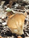 The Vinegar Cup Helvella acetabulum is an inedible mushroom Royalty Free Stock Photo