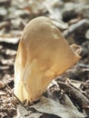 The Vinegar Cup Helvella acetabulum is an inedible mushroom Royalty Free Stock Photo