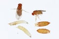 Vinegar fly, fruit fly Drosophila. All life stages: egg, larvae, pupa and adult fly. Isolated on a light background.