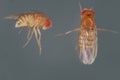 Vinegar fly, fruit fly (Drosophila melanogaster). Larvae in various shots. Isolated on a dark background