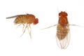Vinegar fly, fruit fly (Drosophila melanogaster). Adults in various shots. Isolated on a background