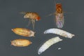 Vinegar fly, fruit fly (Drosophila melanogaster). All life stages: egg, larvae, pupa and adult fly. Isolated.