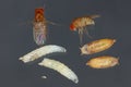 Vinegar fly, fruit fly (Drosophila melanogaster). All life stages: egg, larvae, pupa and adult fly.