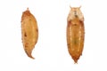 Vinegar fly, fruit fly (Drosophila melanogaster). Pupae in various shots. Isolated on a background