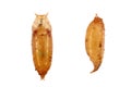 Vinegar fly, fruit fly (Drosophila melanogaster). Pupa in various shots. Isolated on a dark background