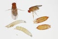 Vinegar or fruit fly Drosophila. All life stages: egg, larvae, pupa and adult fly. Isolated on a light background.