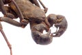 Vinegaroon scorpion Royalty Free Stock Photo