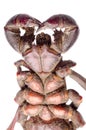 Vinegaroon scorpion Royalty Free Stock Photo