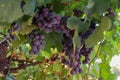 Vinegrapes ready for the harvest Royalty Free Stock Photo