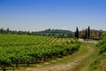 The vinery and farm of Tuscany