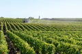 Vines agricultural chemical treatments in spring vineyard being processed in Chateau Margaux in MÃÂ©doc France