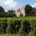 Vines at Aloxe Corton in Cote de Beaune Wine Region France Royalty Free Stock Photo