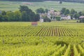 Vines of Aloxe Corton Royalty Free Stock Photo