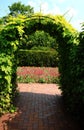 Vines on archway trellis