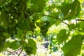 Vines with bunches of berries in the backlight