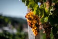 the vines and bunches of grapes in the autumn harvest period, in the Piedmontese Langhe