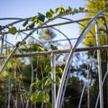 Vines climbing on an arched white structure