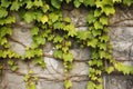 vines climbing up a wall in different directions