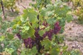 Vines with clusters of ripe red- purple grape berries