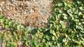 vines cover the wall - stock photo Royalty Free Stock Photo