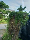 vines cover the wire fence behind the house Royalty Free Stock Photo