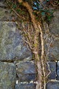 Vines covering old stone ruins Royalty Free Stock Photo