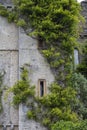 Vines covering a tower on Malahide castle