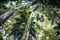 Vines creeping up trunks in jungle forest in Barbados. Palms and hardwood trees. Royalty Free Stock Photo