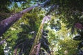 Vines creeping up trunks in jungle forest in Barbados. Palms and hardwood treeds. Royalty Free Stock Photo