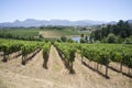 Vines in Elgin Valley Western cape S Africa