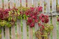 Vines of garden grapes green red trudge along the wooden fence. Unripe garden grapes beautifully spread on fence Royalty Free Stock Photo