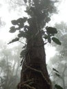 Vines on a gigantic tree in a misty forest