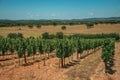 Vines going down the hill in a vineyard near Estremoz