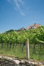 Vines in the village Duernstein in the landscape Wachau in Austria Royalty Free Stock Photo