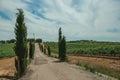 Vines and gravel road in a vineyard near Estremoz