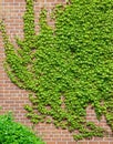 Vines of Green Ivy crawling on the brick wall Royalty Free Stock Photo