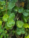 vines with green leaves in the morning Royalty Free Stock Photo