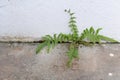 The vines grow between the walls of the office building and the cement floor. The concrete floor is cracked. Royalty Free Stock Photo